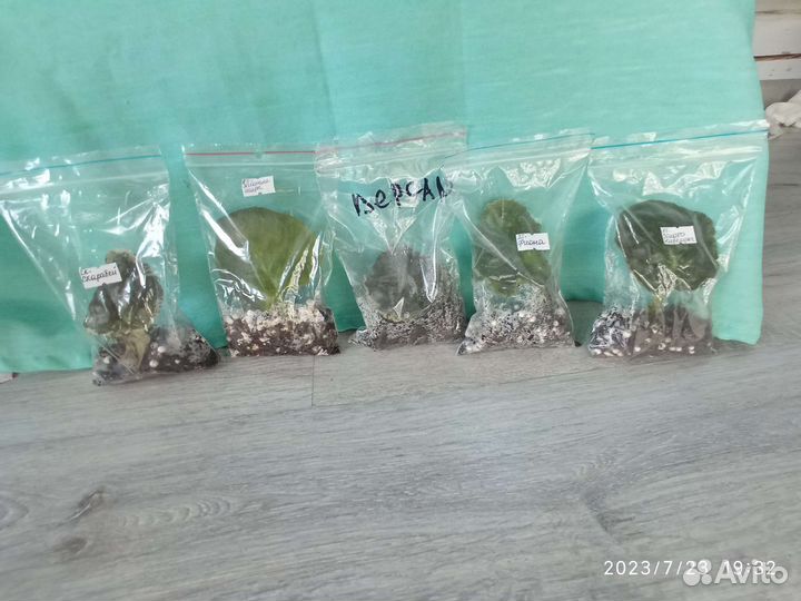 Фиалка лист