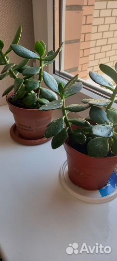 Толстянка,декабристы