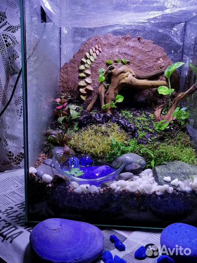 Террариум с крабиками