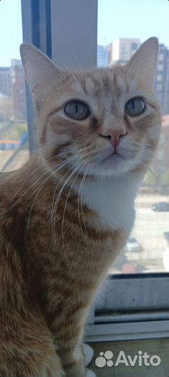 Котик Оскар