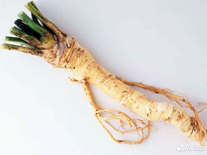 Продам корень хрена