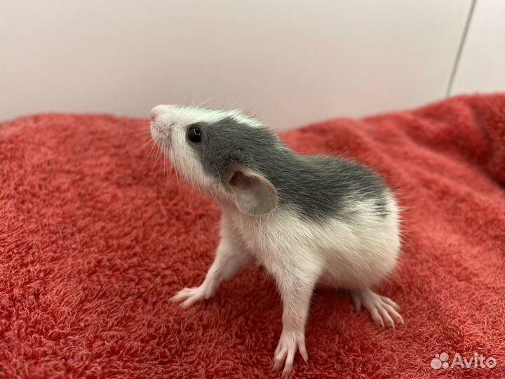 Крысёнок Дамбо и всё необходимое