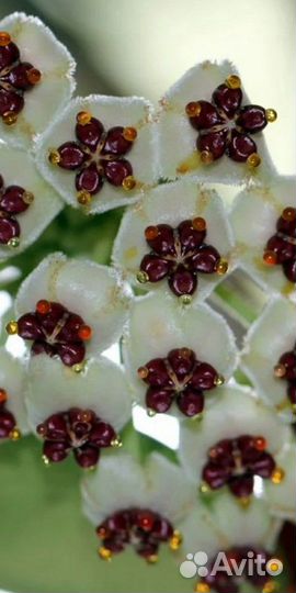 Хойя Керри,Мирт,Гиппеаструм