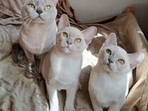 Лиловые бурманские котята