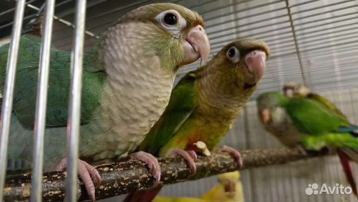 Попугай выкормыши 3 мес