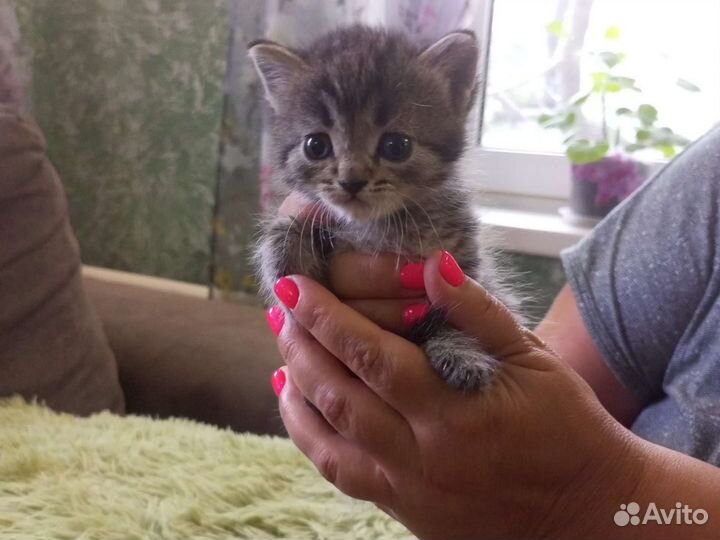 Кошка в дар бесплатно