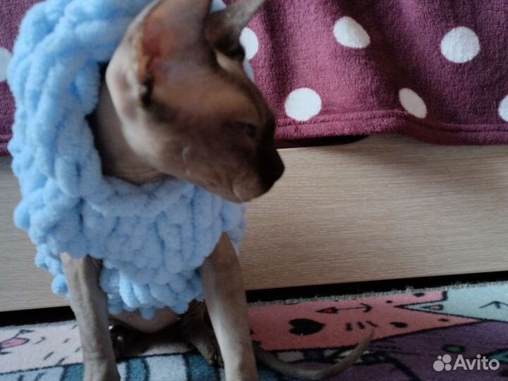 Одежда для животных