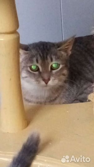 Кошечка ищет семью
