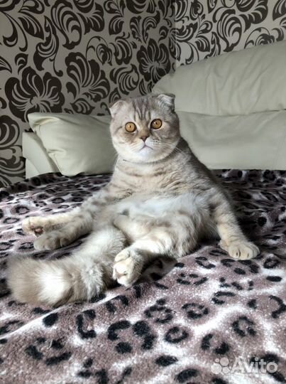 Шотландский вислоухий кот вязка