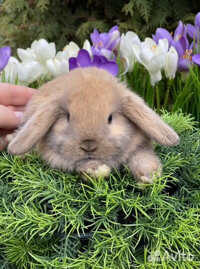 Карликовые кролики