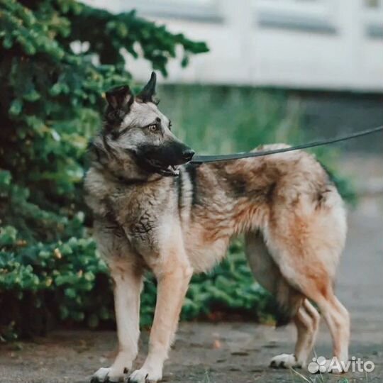 Собака, Волчонок Реми в дар, ищет дом