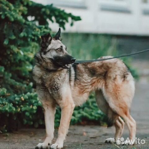 Собака, Волчонок Реми в дар, ищет дом