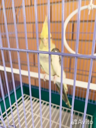 Попугай корелла