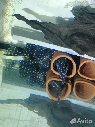 Номерные сомы