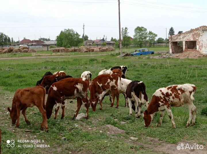 Обмен, Телята на баранов или сено