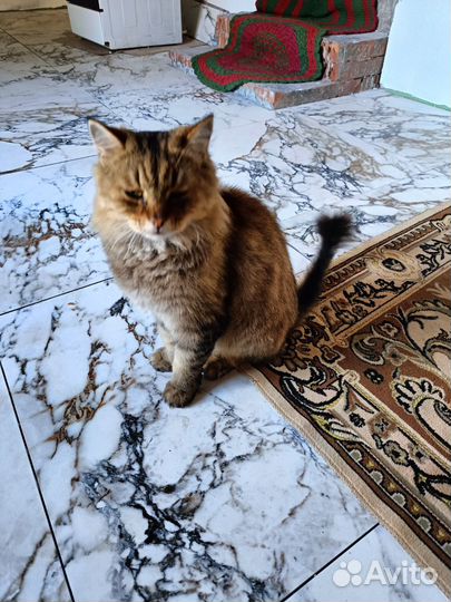 Кот Сибирской породы в дар