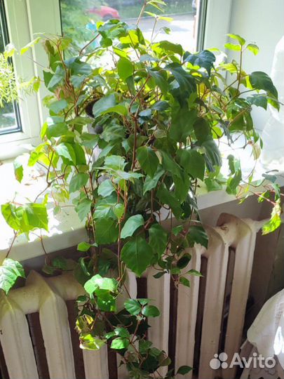 Домашний цветок