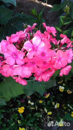 Цветы многолетники