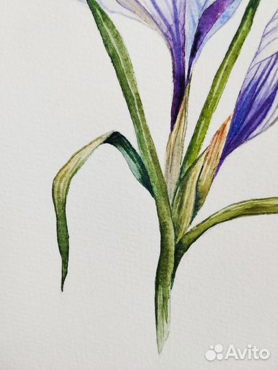 Акварель цветы