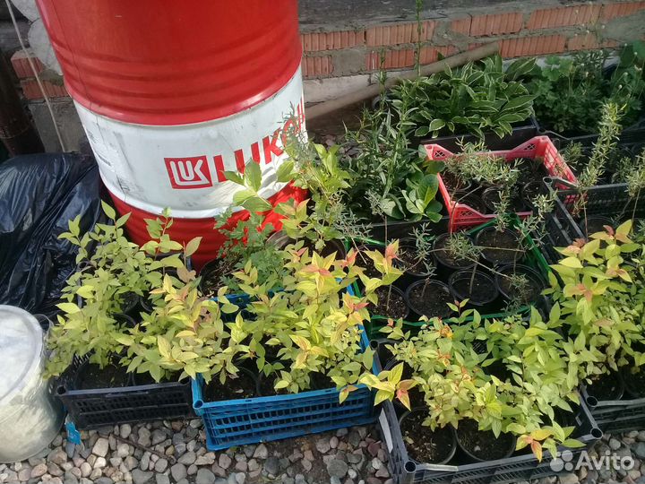 Садовые растения