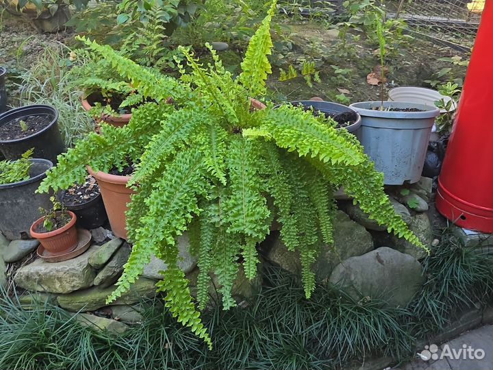 Редкие папоротники