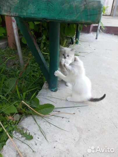 Котята в добрые руки даром бесплатно