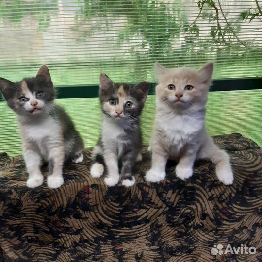 Котята в добрые руки бесплатно