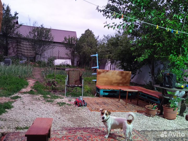 Самец готов для вязки