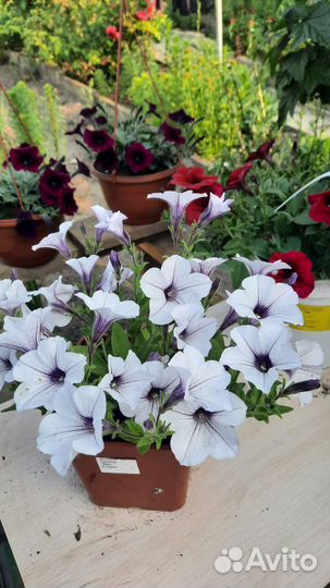 Рассада петунии