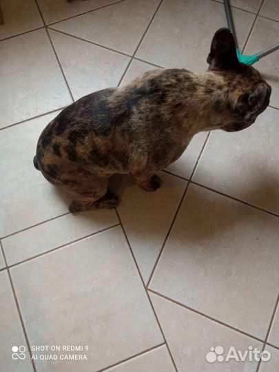 Французский бульдог кабель вязка