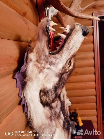 Шкура волка