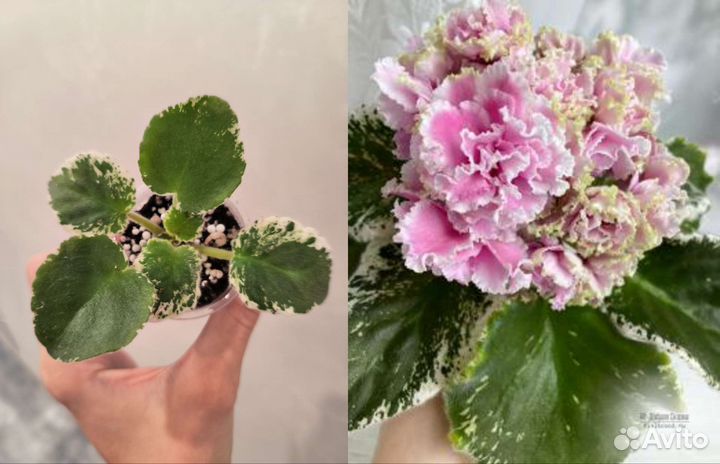 Фиалка, новинки 2023г