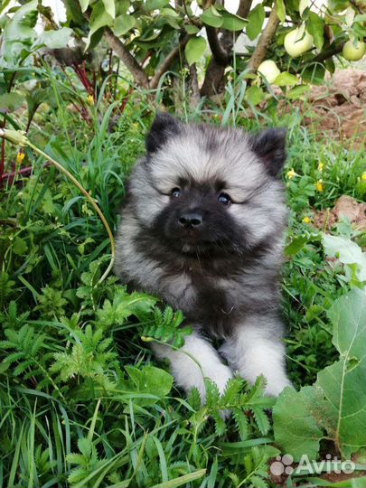 Щенки кеесхонда