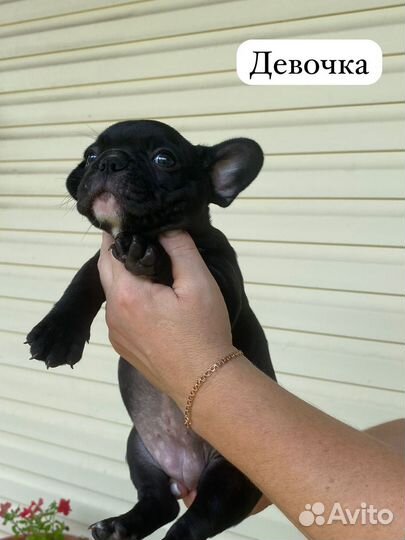 Французский бульдог щенки