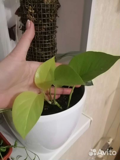 Филодендрон + Невеста, мунлайн