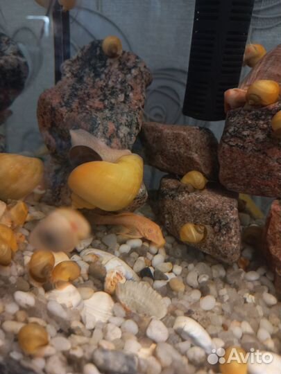 Улитки аквариумные ампулярии