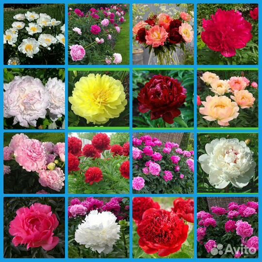 Миниатюрные хосты серии маус