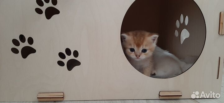 Шотландские котята шиншилла