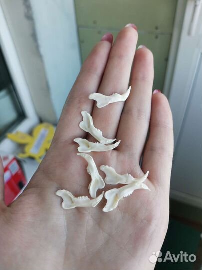 Черепа крольчат