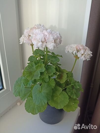 Пеларгонии