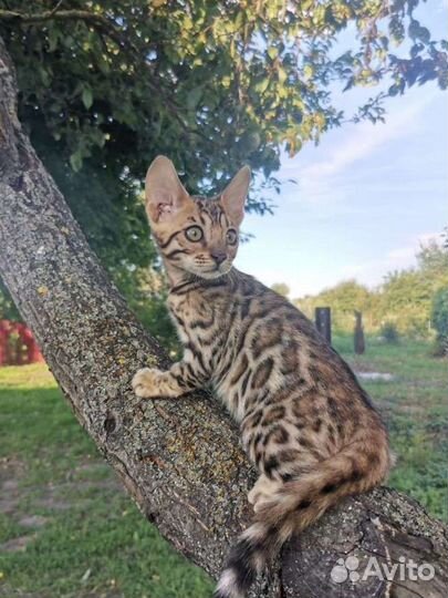 Бенгальские котята