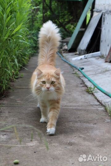 Отдам кота в добрые руки