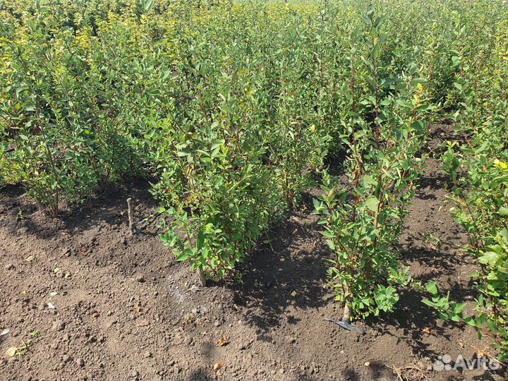 Саженцы Жимолость Опт