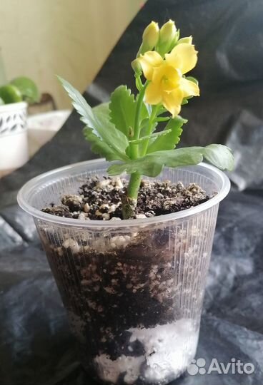 Каланхое цветущий. Жёлтый