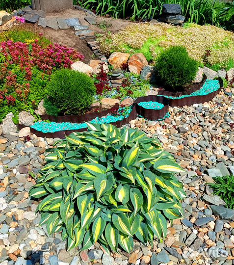 Хоста гибридная Джун (June)