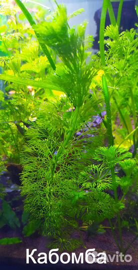 Аквариумные растения