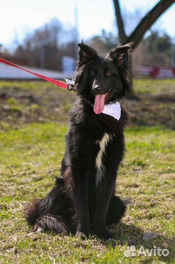 Собаки из приюта