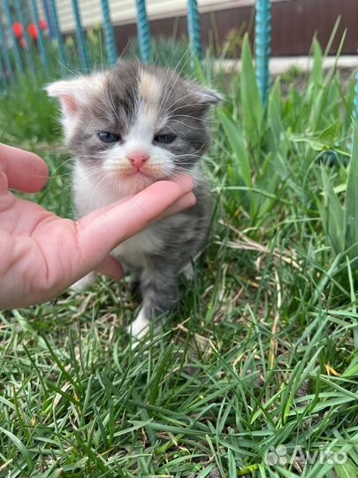 Котята в добрые руки бесплатно