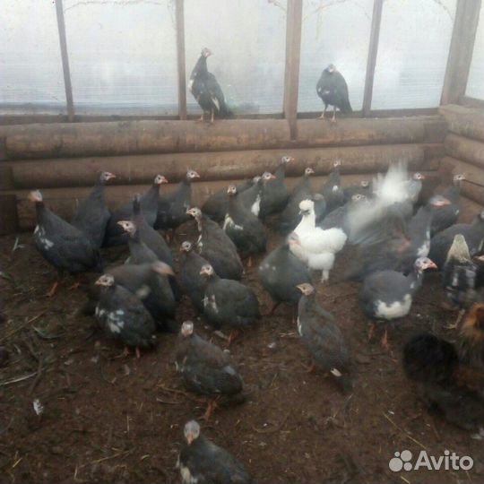 Цесарки, цесарята