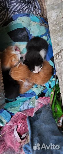 Котята в добрые руки